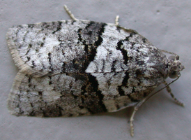 Black-and-gray Banded Leafroller